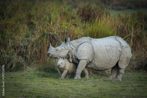 Rhino Mother and Baby at Kazhiranga National Park,Assam,India