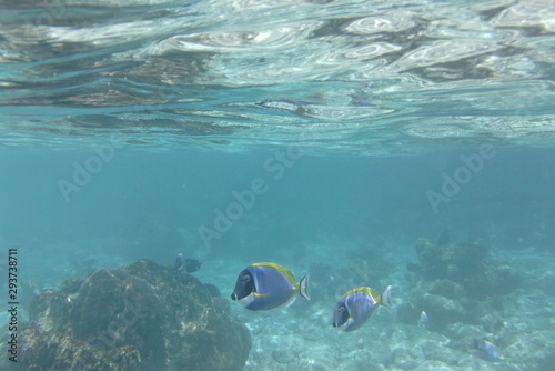 Powder blue tang (Acanthurus leucosternon), surgeonfish swims in the Indian Ocean, Maldives
