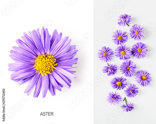 Blue aster flowers layout