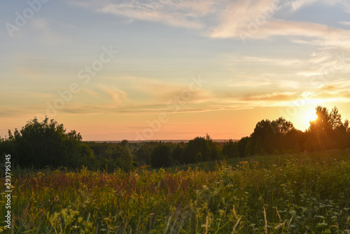 flowering field and forest in the sunset