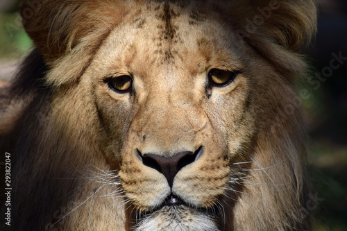 Gorgeous Portrait of Male Katanga Lion Head Closeup