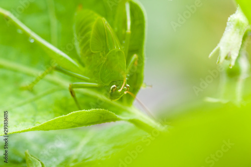 Green grasshopper resting on green leaf of a plant