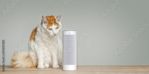 Cute tabby cat listening to a voice controlled smart speaker. Panoramic image with copy space.