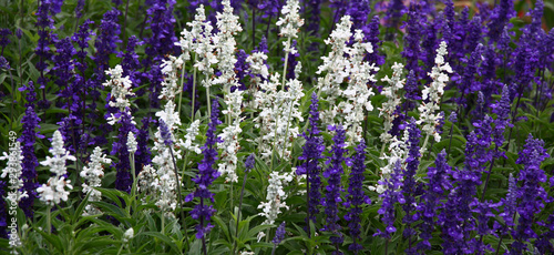 Grows in a flower bed and plentifully the salvia blossoms in silvery and violet flowers.