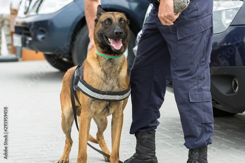 Malinois belgian shepherd guard the border. The border troops demonstrate the dog's ability to detect violations.
