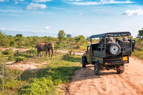 live elephant on safari