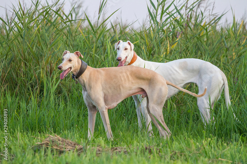 two dogs greyhouhd sighthound white pose walk