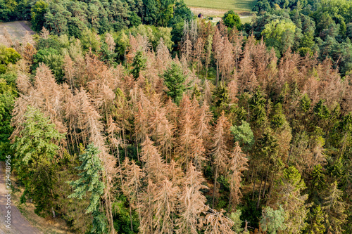 Luftaufnahme vom Waldsterben im deutschen Nadelwald