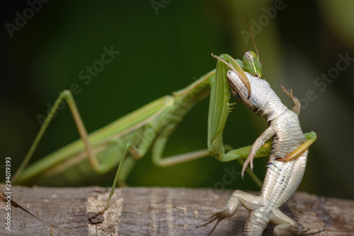 Praying mantis eating lizard - Mantis religiosa