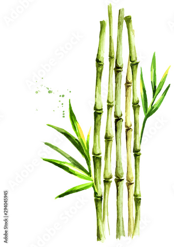 Green bamboo stems and leaves, Watercolor hand drawn illustration, isolated on white background