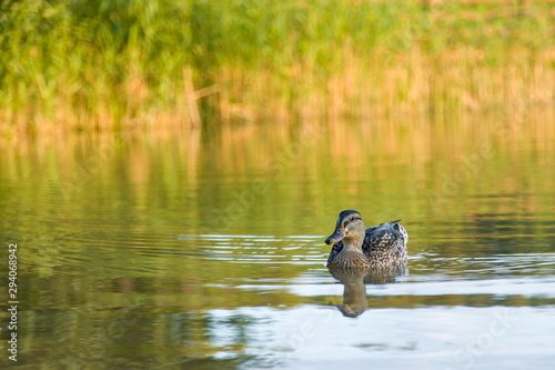 dzika kaczka płynie po jeziorze trzciny