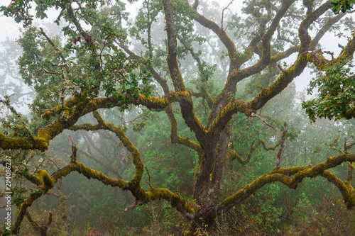 An old moss covered Oak tree on a misty day at Fremont Peak State Park, in the Gabilan Mountain range, in Monterey and San Benito Counties, a short drive from San Juan Bautista, in central California