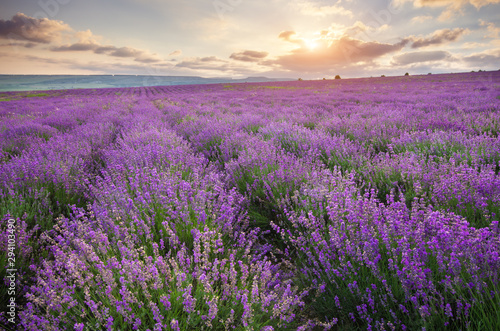 Meadow of lavender at sunrise