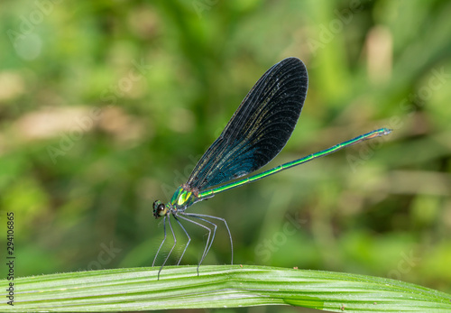 matrona Nigripectus Damselfy seen at Garo Hills Meghalaya India