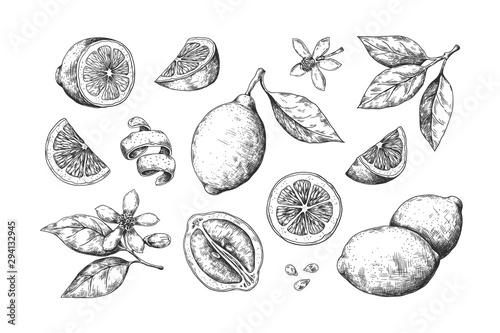 Hand drawn lemon. Vintage citrus slices blossom and fruits, lemon and lime pencil outline sketch for juice labels. Vector engraving illustration summer food set