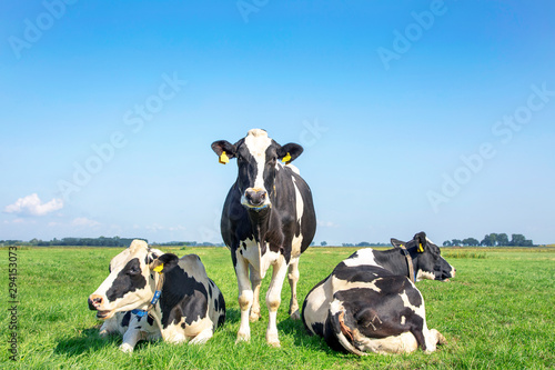 Three black and white cows, frisian holstein, in a pasture under a blue sky and a faraway horizon, one stands upright between two lying cows.