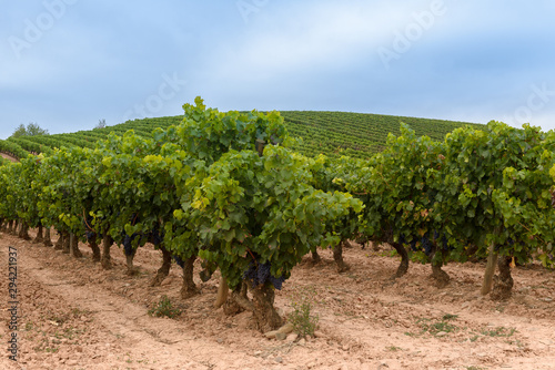 Vineyards in October, La Rioja, Spain