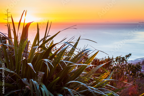 Sunrise over the ocean framed by New Zealand Flax