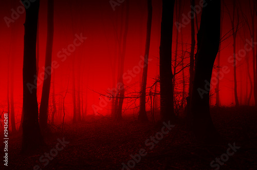 horror forest scene, red light in scary night landscape