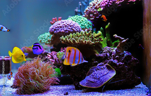 Beautiful saltwater coral reef aquarium tank