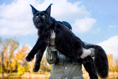 A girl holding in arms a gigantic maine coon cat in forest in summer.