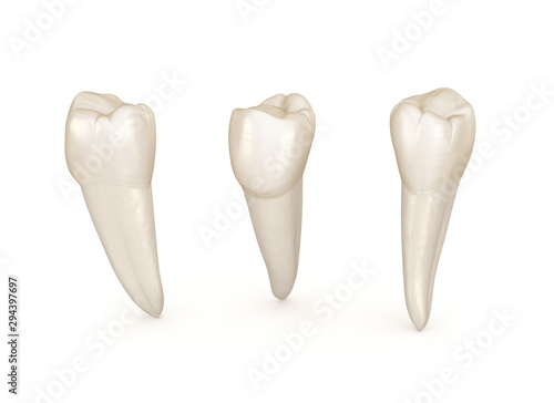 Dental anatomy - mandibular premolar tooth. Medically accurate dental 3D illustration