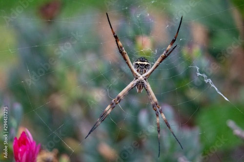 Spider on its spider web taken close up