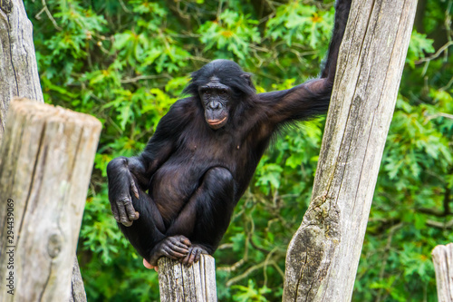 closeup of a bonobo sitting on a pole, pygmy chimpanzee, human ape, endangered primate specie from Africa