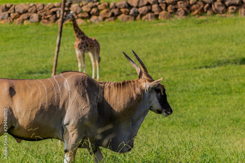 an eland walking and grazing in a green meadow