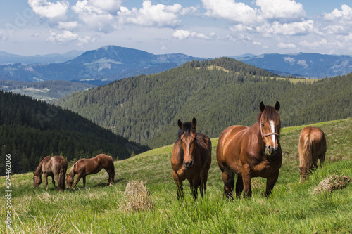 Group of horses grazing