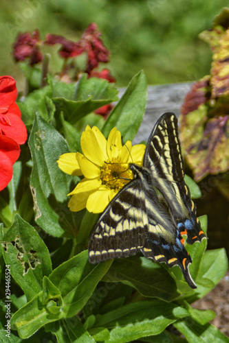 Admiral Swallowtail on a flower