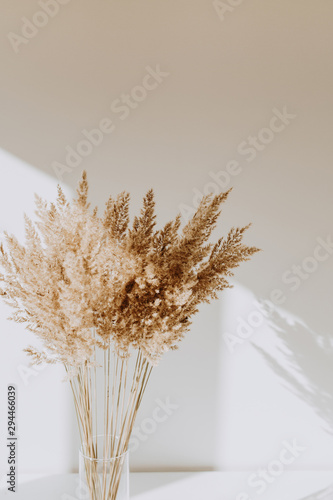 Beige reeds in vase standing on white table with beautiful shadows on the wall. Minimal, styled concept for bloggers. Parisian vibes.