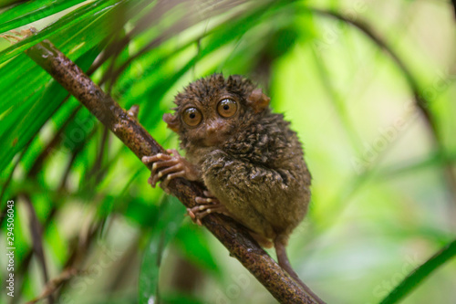 A small tarsier hides from the rain under a palm leaf