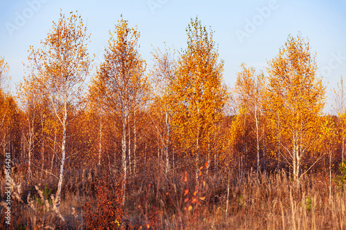 Title: Autumn in a birch forest.