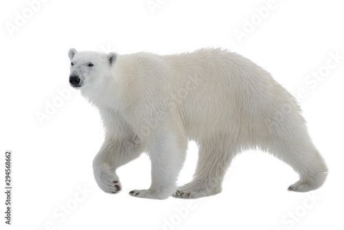 Polar bear isolated on white background