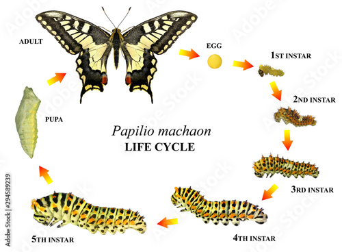 Common yellow swallowtail (Old World swallowtail), Papilio machaon (Lepidoptera: Papilionidae). Life cycle. Isolated on a white background