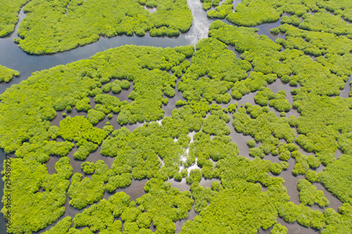 Mangroves, top view. Mangrove forest and winding rivers. Tropical background. The nature of the Philippines.