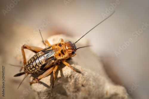 Animal cricket in farming on egg tray. House cricket