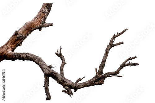 Branch of dead tree isolated on white background with clipping path