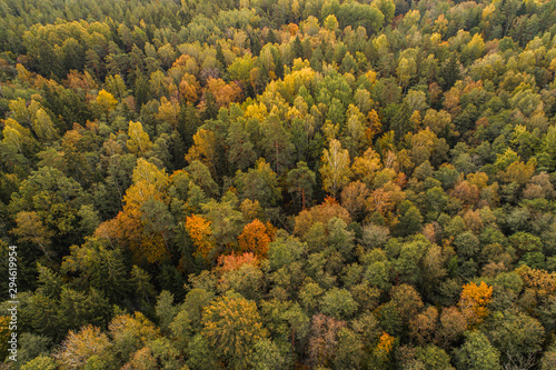 Aerial view of thick forest in colourful autumn season in Gauja National Park, latvia.