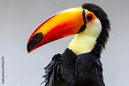 isolated portrait of a toucan bird striking a pose