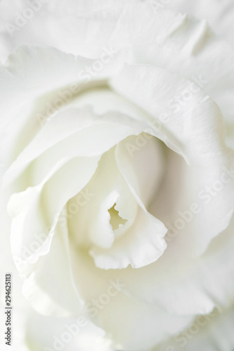 whitWhite rose flowers on white background. Close-up.e rose on black