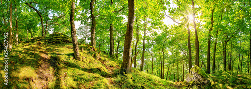 Wunderschöner Wald mit alten Bäumen, einem weißen Felsen im Vordergrund und strahlender Sonne im Hintergrund