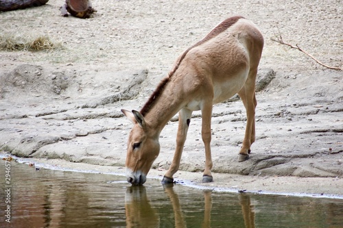 PERSIAN ONAGER or EQUUS HEMIONUS ONAGER drinking water from stream. Reflection visible Endangered