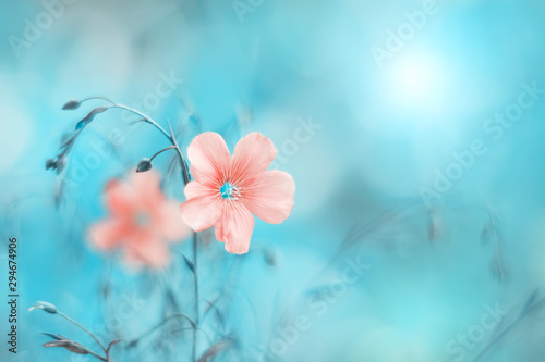 Beautiful pink flax flower on a turquoise blue background, toned image. Natural spring art background. Selective soft focus.