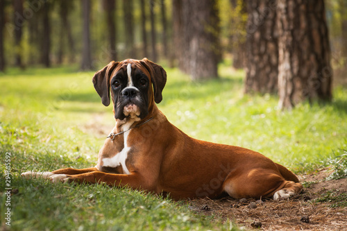 Puppy dog breed German boxer lies