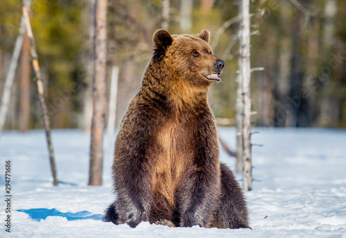Brown Bear sitting on the snow in spring forest. Front view. Scientific name: Ursus arctos.