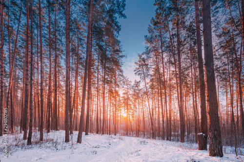 Sunset Sunrise Sun Sunshine In Sunny Winter Snowy Coniferous Forest. Sunlight Through Woods In Winter Forest Landscape.