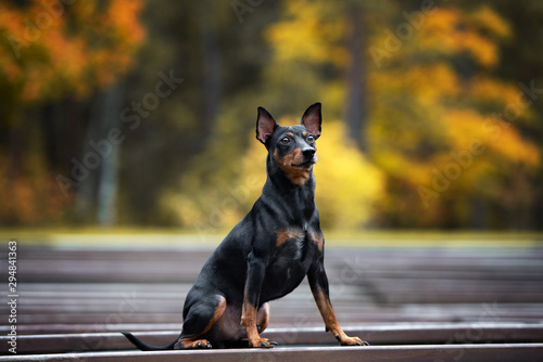 german pinscher dog posing outdoors in autumn