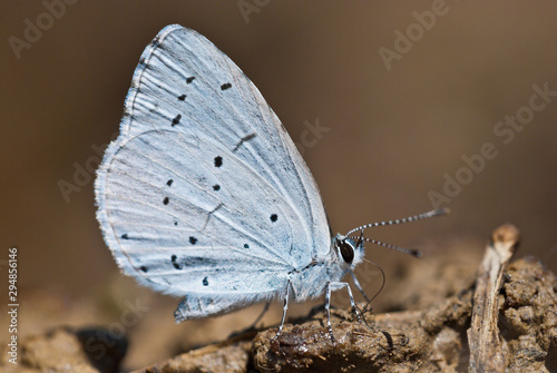 Holly blue (Celastrina argiolus) butterfly sucks mineral salts and other nutrients out of the moist soil and shows the bottom side of the wings.